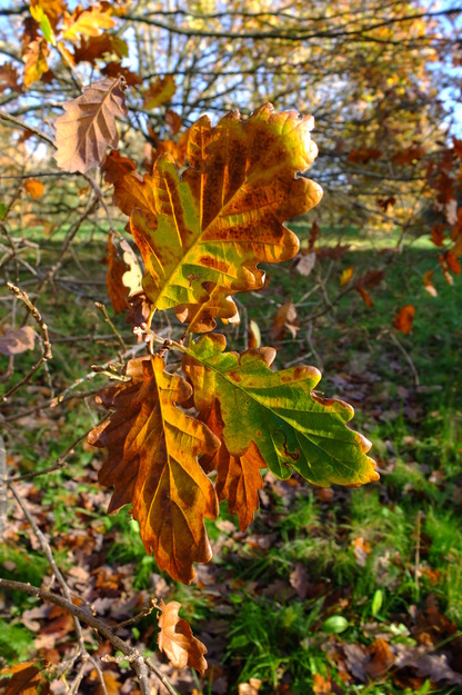 November close-up photo