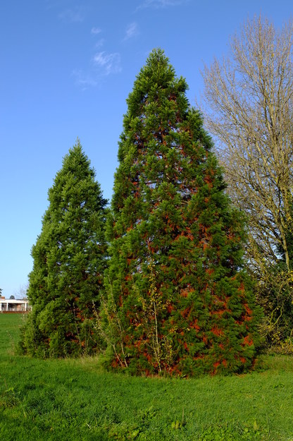 November tree photo