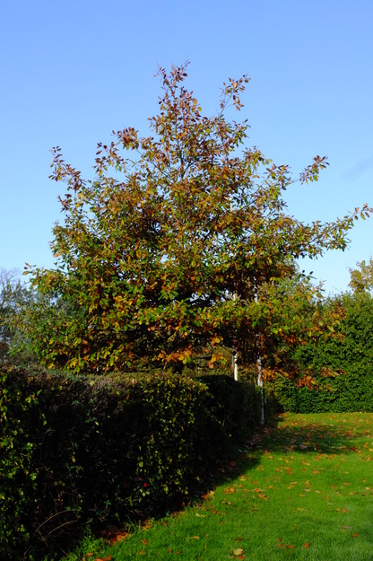 Carpark Eat tree photo