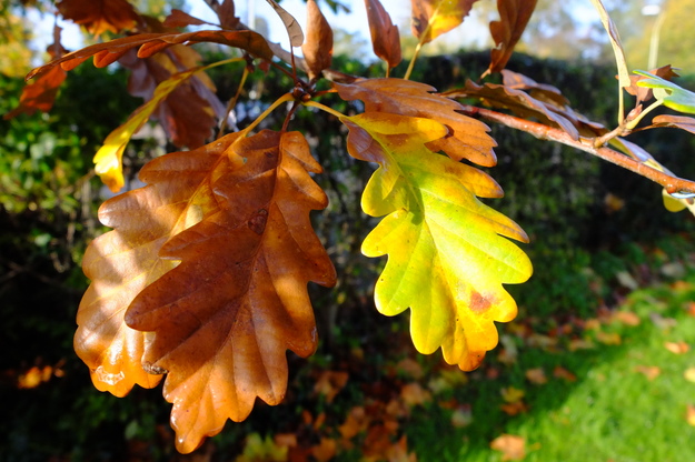November close-up photo