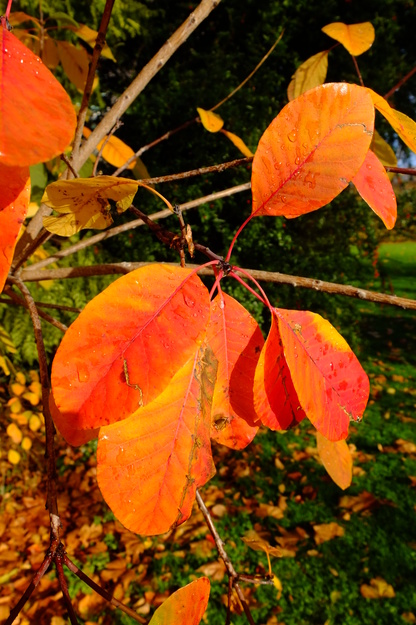 November close-up photo