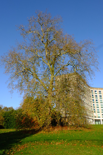 November tree photo