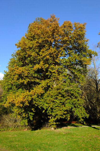 Photo of Quercus petraea