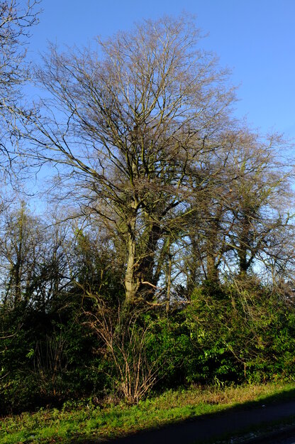 January tree photo