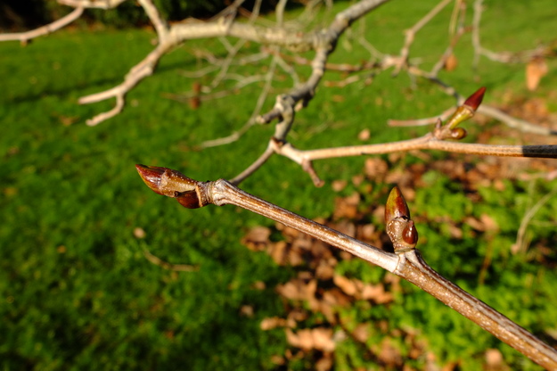 January close-up photo