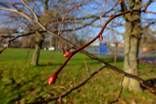 January close-up photo
