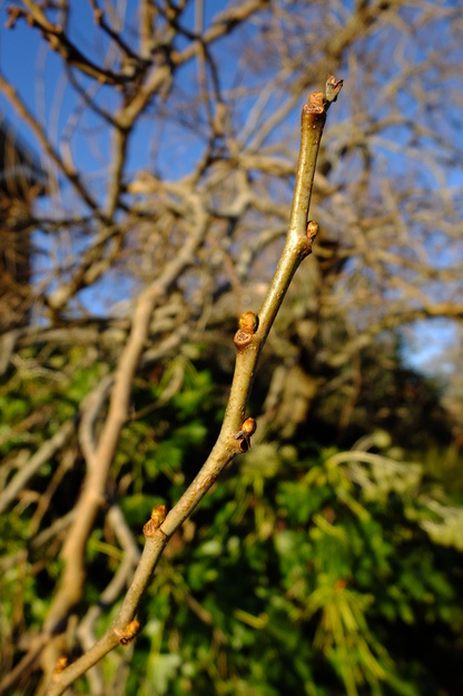 January close-up photo