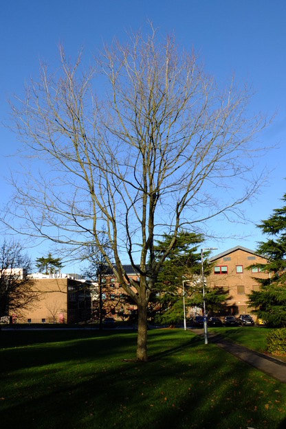 January tree photo