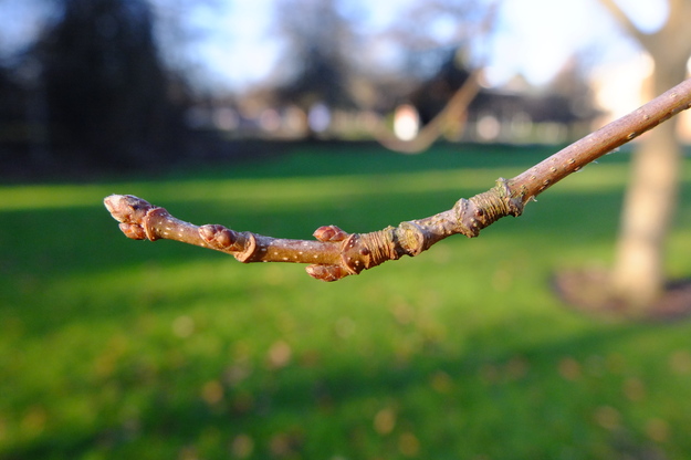 January close-up photo
