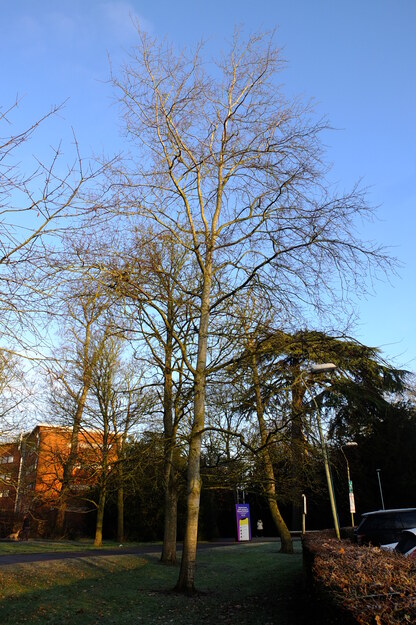 January tree photo