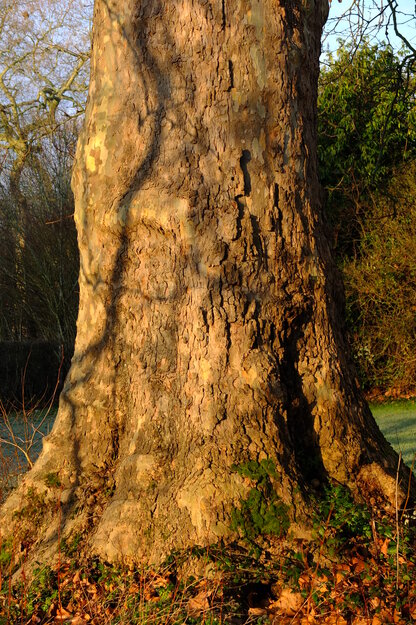 January close-up photo