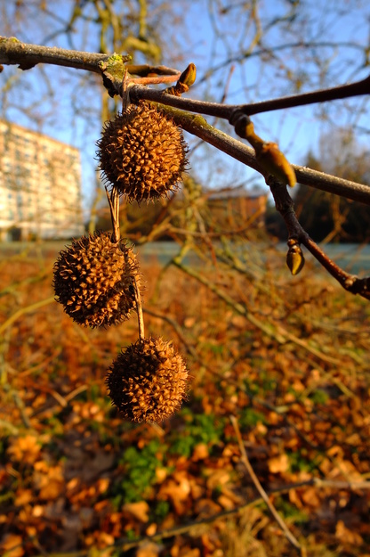 January close-up photo
