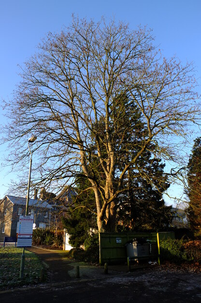 January tree photo