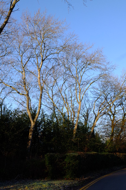January tree photo
