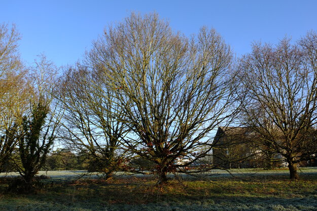 January tree photo