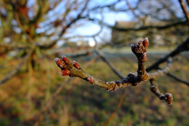 January close-up photo