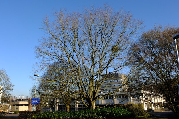 January tree photo