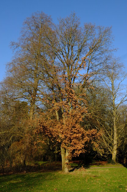 January tree photo