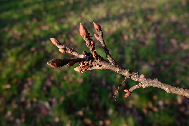 January close-up photo