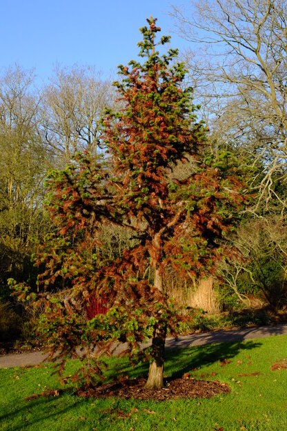 Photo of Cunninghamia konishii