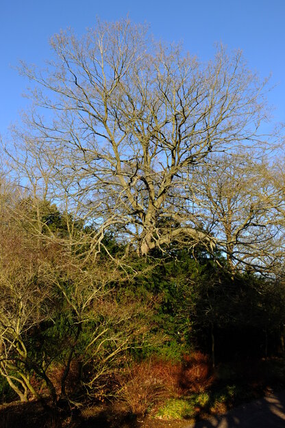 January tree photo