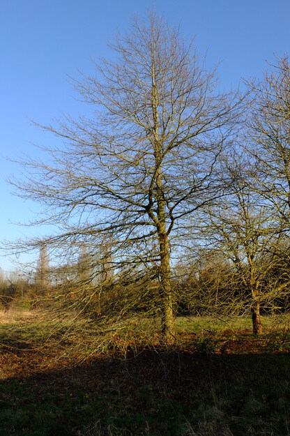 January tree photo