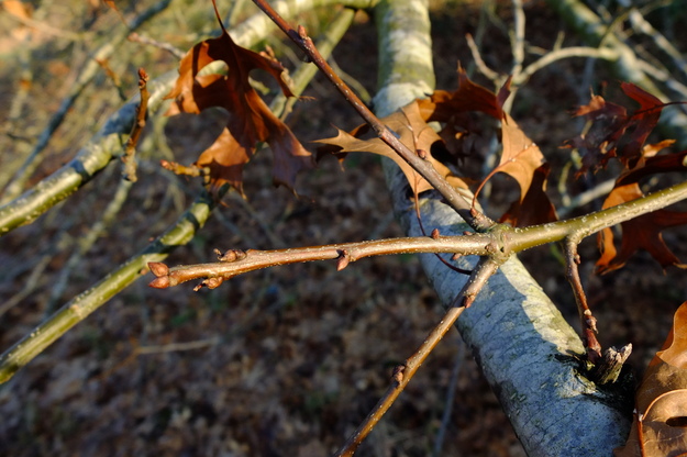 January close-up photo