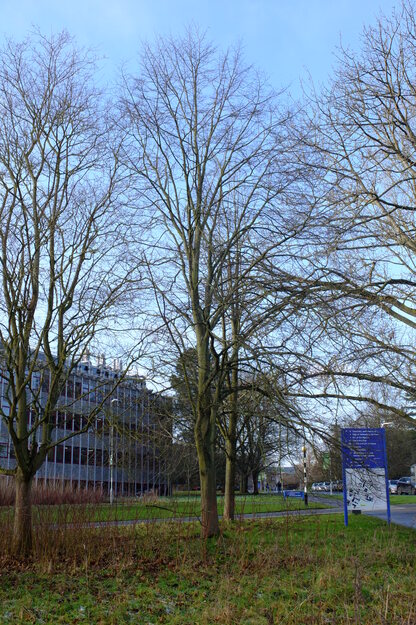January tree photo