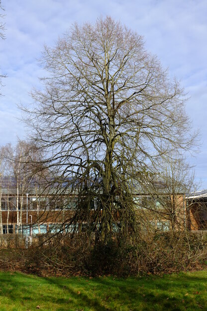 February tree photo