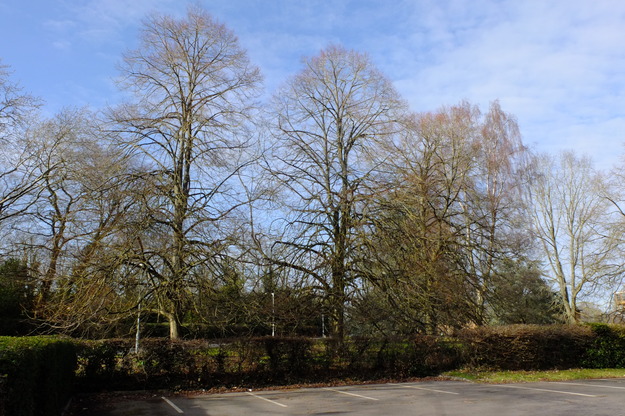 February tree photo