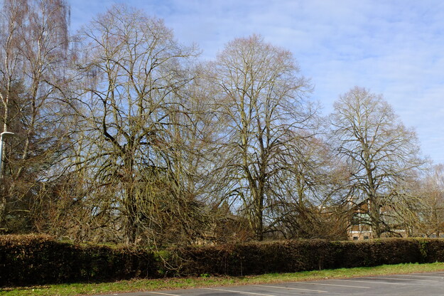 February tree photo
