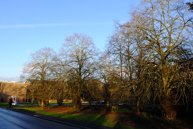 February tree photo