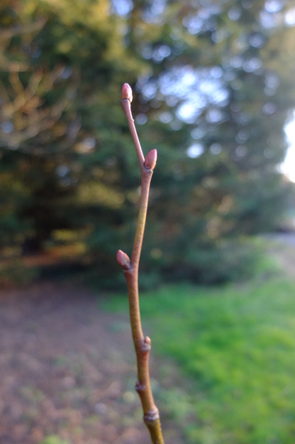 February close-up photo