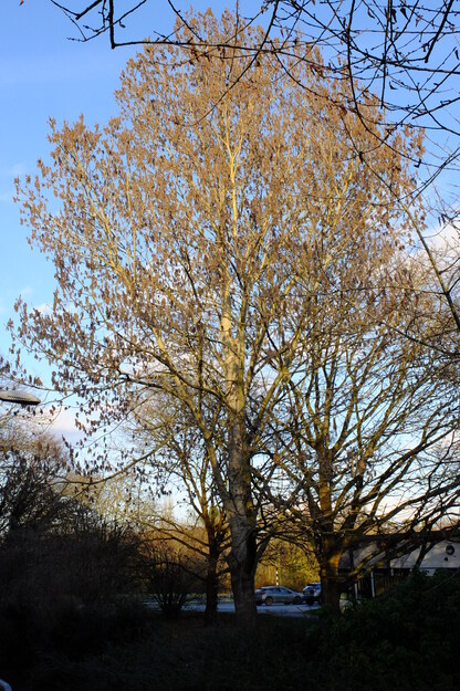 February tree photo