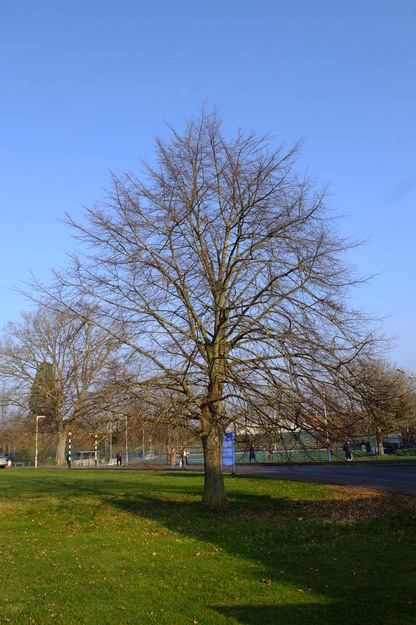 March tree photo