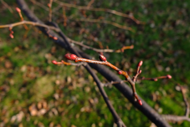March close-up photo