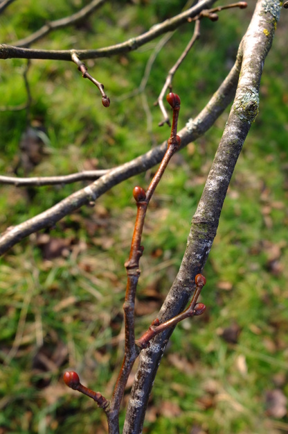 March close-up photo
