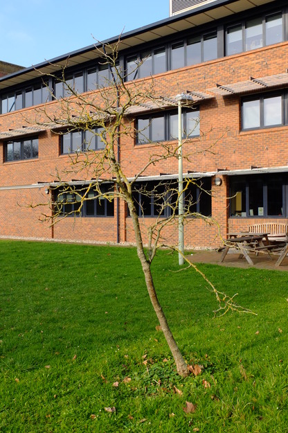 March tree photo