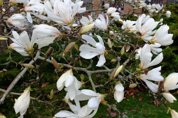 March close-up photo