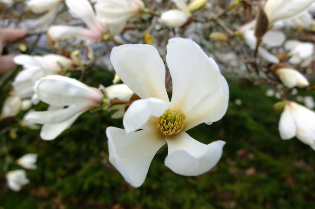 March close-up photo