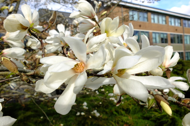 March close-up photo