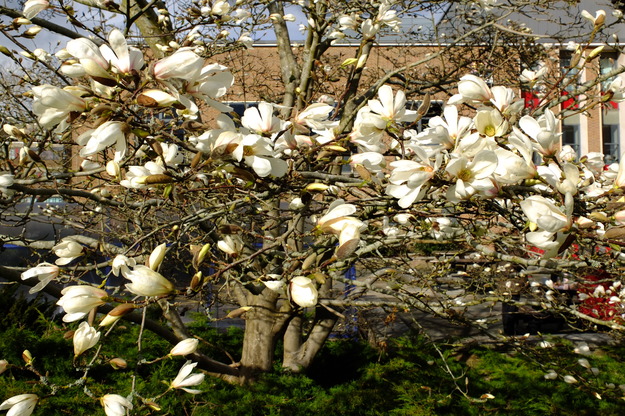 March close-up photo