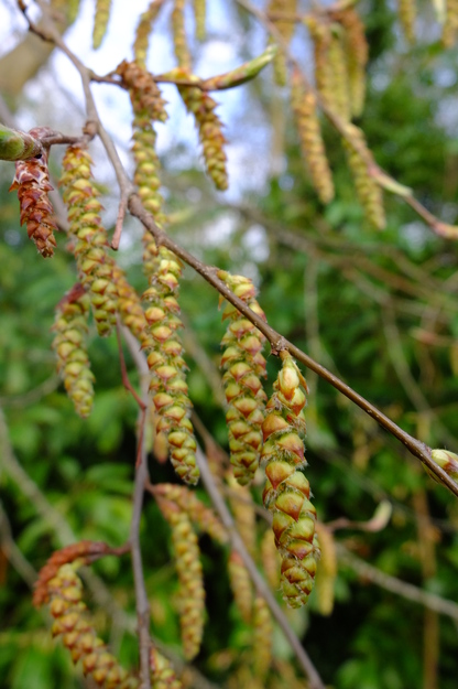 March close-up photo