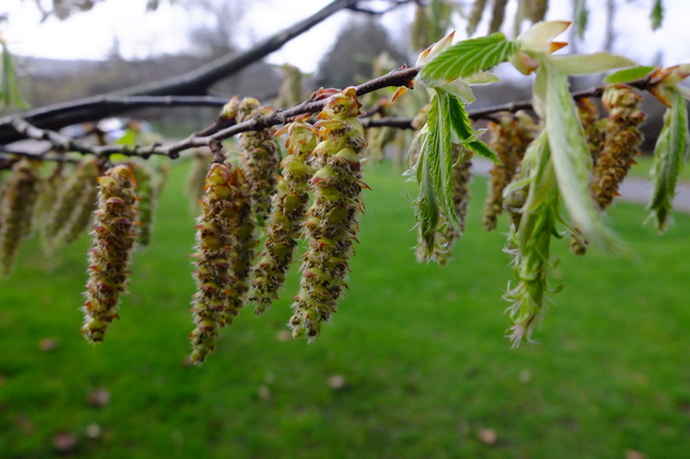 March close-up photo