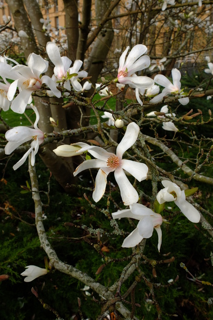 March close-up photo