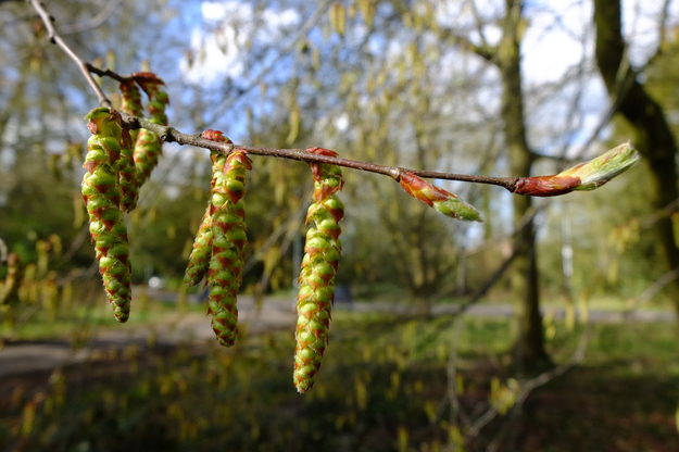 March close-up photo