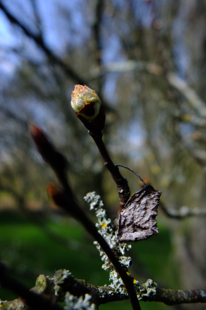 April close-up photo