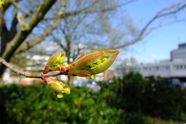 April close-up photo