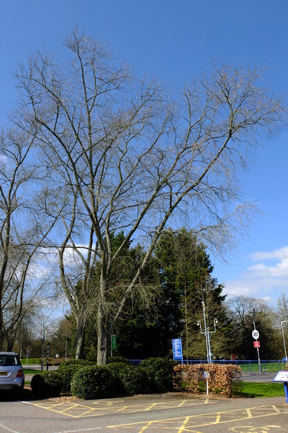 April tree photo