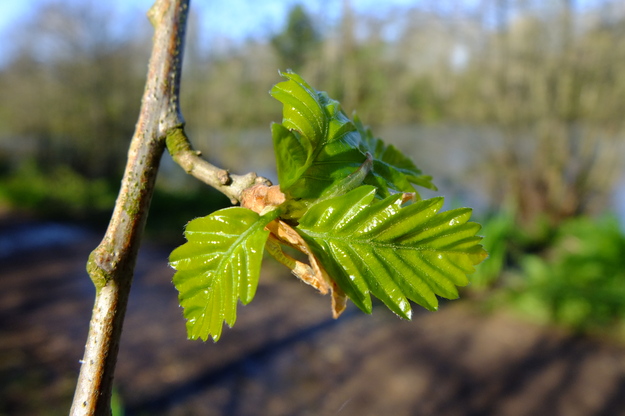 April close-up photo